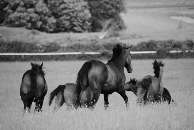 Yearlings 2